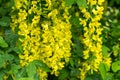 Laburnum blooms in may wild plant