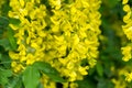 Laburnum blooms in may wild plant