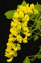 Laburnum flowers closeup. Royalty Free Stock Photo