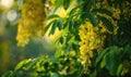 Laburnum flowers contrasting against green foliage Royalty Free Stock Photo