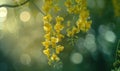 Laburnum flowers swaying in the breeze Royalty Free Stock Photo