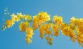 Laburnum flowers with their vibrant color contrasting against a blue sky Royalty Free Stock Photo