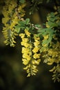Yellow Spring flowers of a Laburnum tree