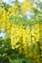 Close up of Laburnum, sometimes called golden chain or golden rain