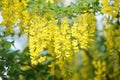 Close up of Laburnum, sometimes called golden chain or golden rain