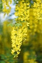 Close up of Laburnum, sometimes called golden chain or golden rain