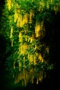 Laburnum Tree on Dark Background Royalty Free Stock Photo