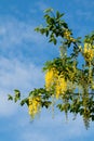 Laburnum Tree in Flower During Springtime Royalty Free Stock Photo