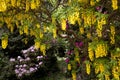 Laburnum Tree Royalty Free Stock Photo