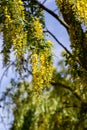 Laburnum tree with vivid yellow flowers against a blue sky Royalty Free Stock Photo