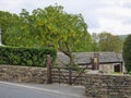 Laburnum tree with yellow flowers Royalty Free Stock Photo