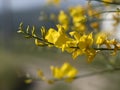 Laburnum yellow flower close up