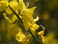 Laburnum yellow flower close up