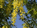 Laburnum yellow flower