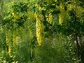 Laburnum yellow flowers