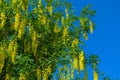 Laburnum yellow shrub.Yellow bean on blue sky background.racemose inflorescences of yellow bean. Beautiful blooming