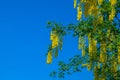 Laburnum yellow shrub.Yellow bean close-up on blue sky background.racemose inflorescences of yellow bean. Beautiful