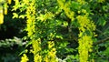 Laburnum yellow shrub.Yellow bean. racemose inflorescences of yellow bean. Beautiful blooming spring trees and bushes