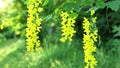 Laburnum yellow shrub.Yellow racemose inflorescences of yellow bean. Beautiful blooming spring trees and bushes. Yellow