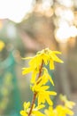 Laburnum yellow spring flowers bloom with bokeh