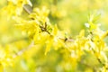 Laburnum yellow spring flowers bloom with bokeh