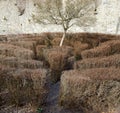Labyrinth with leafless bushes and a tree Royalty Free Stock Photo
