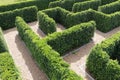 Labyrinth maze garden. Build from the tree forming a wall in the park Royalty Free Stock Photo