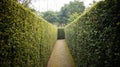 Labyrinth,maze , garden, green, nature,plant,flower