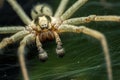 Labyrinth spider Agelena labyrinthica, from the family of funnel spiders, sitting in a tunnel from its web Royalty Free Stock Photo