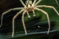 Labyrinth spider Agelena labyrinthica, from the family of funnel spiders, sitting in a tunnel from its web Royalty Free Stock Photo