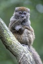 Lac Alaotra bamboo lemur Royalty Free Stock Photo