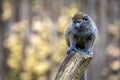 Lac Alaotra bamboo lemur Royalty Free Stock Photo