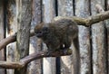 Lac Alaotra bamboo lemur, Hapalemur alaotrensis Royalty Free Stock Photo