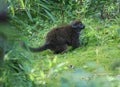 Lac Alaotra bamboo lemur, Hapalemur alaotrensis Royalty Free Stock Photo