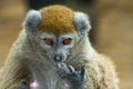 Lac Alaotra gentle lemur Royalty Free Stock Photo