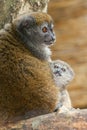 Lac Alaotra gentle lemur Royalty Free Stock Photo