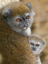 Lac Alaotra gentle lemur Royalty Free Stock Photo