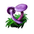 Laccaria amethystina amethyst deceiver, colored mushroom, grows in coniferous forests. Digital art illustration, natural food. Royalty Free Stock Photo