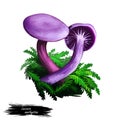 Laccaria amethystina amethyst deceiver, colored mushroom, grows in coniferous forests. Digital art illustration, natural Royalty Free Stock Photo