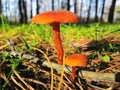 Laccaria laccata, commonly known as the deceiver, or waxy laccaria. Fungi around the base of a fallen tree among a patch of pine Royalty Free Stock Photo