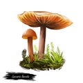 Laccaria laccata deceiver, waxy laccaria, white-spored species of small edible mushroom. Digital art illustration, natural food. Royalty Free Stock Photo