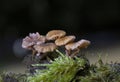 Laccaria tortilis can grow alongside Laccaria laccata, being very easily confused Royalty Free Stock Photo