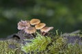 Laccaria tortilis can grow alongside Laccaria laccata, being very easily confused Royalty Free Stock Photo