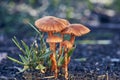 Laccarias Fungi - Genus Laccaria - Ground Level