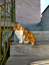Cat model on the stairs Royalty Free Stock Photo