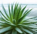 Lace aloe plant Royalty Free Stock Photo
