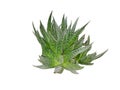 Lace aloe plant isolated on white. Aloe aristata Royalty Free Stock Photo
