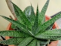 Lace Aloe plant in the pot Royalty Free Stock Photo