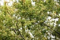 Lace bark elm Chinese elm ( Ulmus parvifolia ) fruits ( Samara ). Ulmaceae deciduous tree.