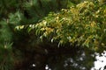 Lace bark elm Chinese elm ( Ulmus parvifolia ) fruits ( Samara ). Ulmaceae deciduous tree.